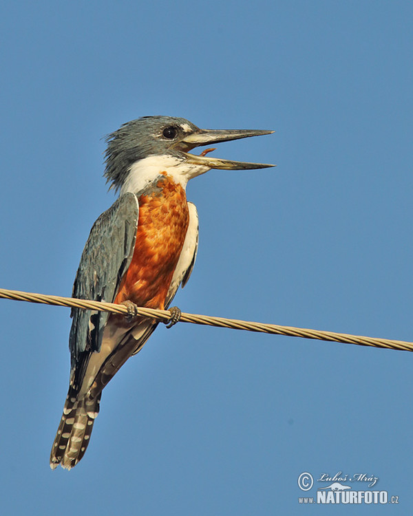 Ringed Kingfisher (Megaceryle torquata)