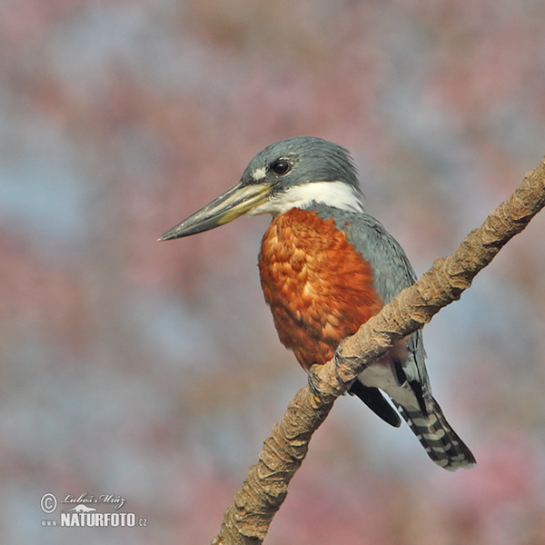 Ringed Kingfisher (Megaceryle torquata)