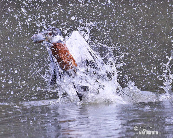 Ringed Kingfisher (Megaceryle torquata)