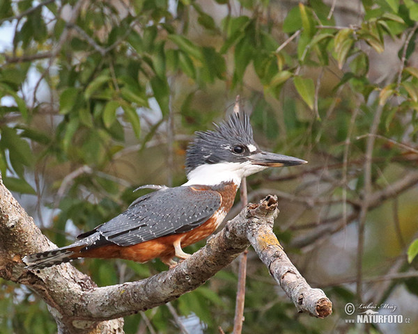 Ringed Kingfisher (Megaceryle torquata)