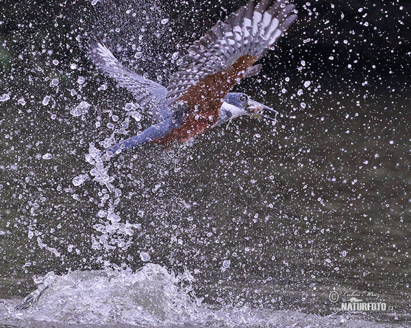 Ringed Kingfisher (Megaceryle torquata)