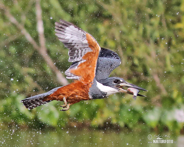 Ringed Kingfisher (Megaceryle torquata)