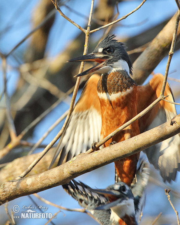 Ringed Kingfisher (Megaceryle torquata)