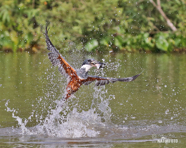 Ringed Kingfisher (Megaceryle torquata)