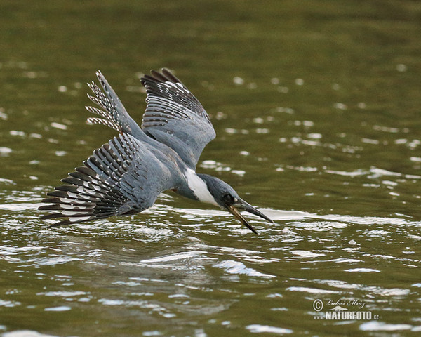 Ringed Kingfisher (Megaceryle torquata)