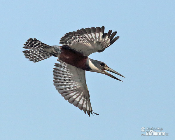 Ringed Kingfisher (Megaceryle torquata)