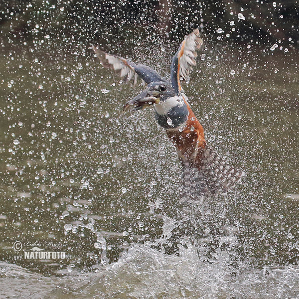 Ringed Kingfisher (Megaceryle torquata)