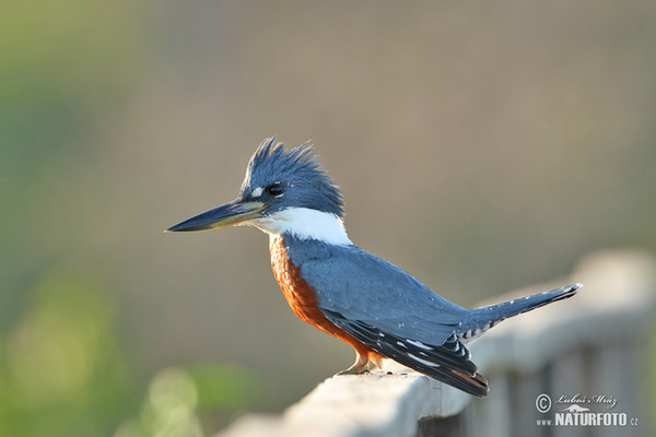 Ringed Kingfisher (Megaceryle torquata)