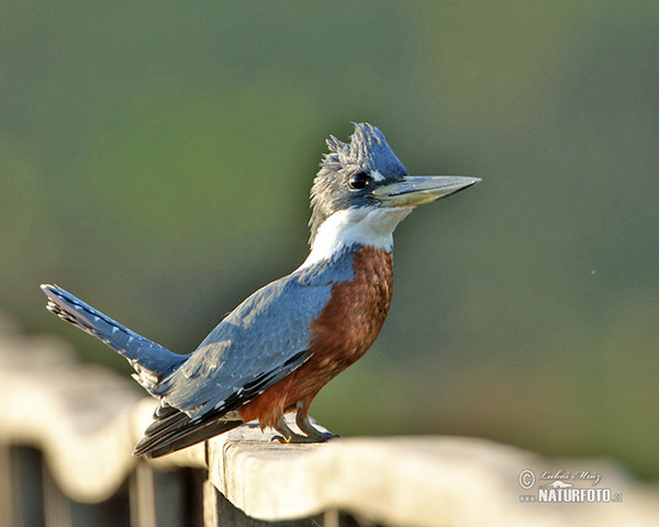 Ringed Kingfisher (Megaceryle torquata)