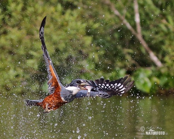 Ringed Kingfisher (Megaceryle torquata)