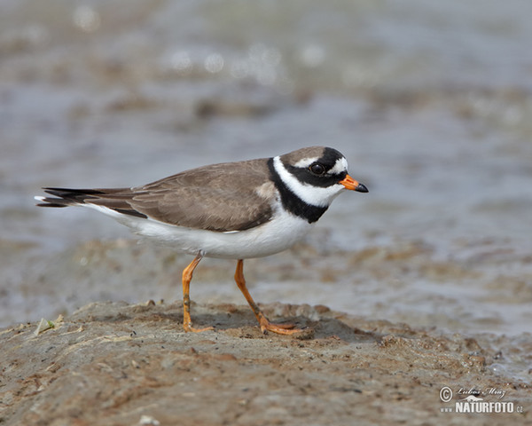 Ringed Plover (Charadrius hiaticula)