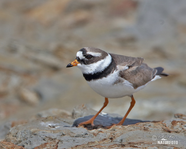 Ringed Plover (Charadrius hiaticula)