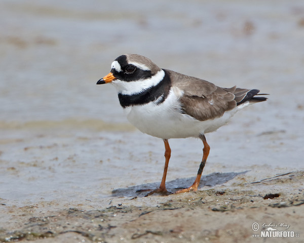 Ringed Plover (Charadrius hiaticula)