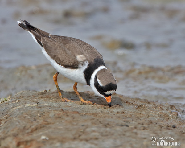 Ringed Plover (Charadrius hiaticula)