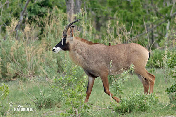 Roan Antelope (Hippotragus equinus)