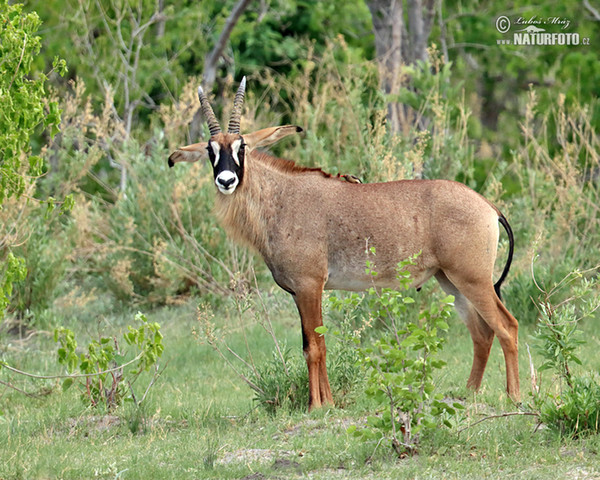 Roan Antelope (Hippotragus equinus)
