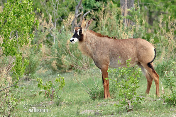 Roan Antelope (Hippotragus equinus)