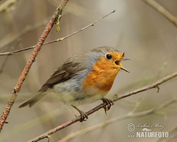 Robin (Erithacus rubecula)