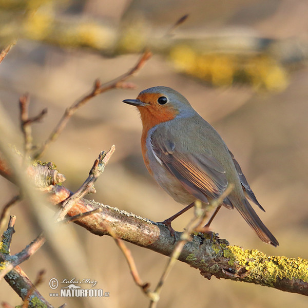 Robin (Erithacus rubecula)