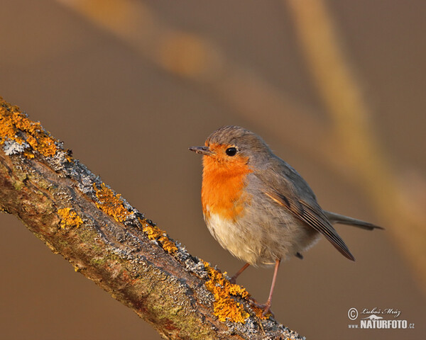 Robin (Erithacus rubecula)