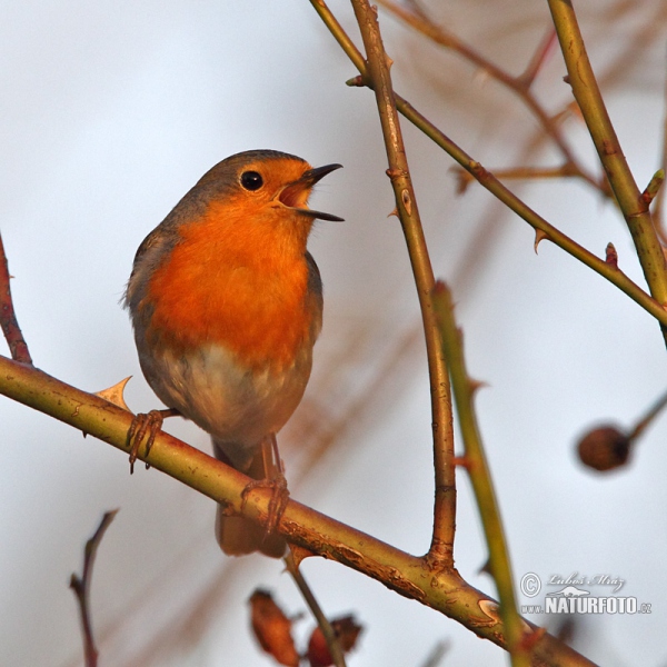 Robin (Erithacus rubecula)