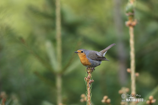 Robin (Erithacus rubecula)