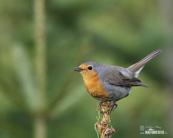 Robin (Erithacus rubecula)