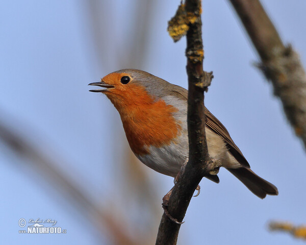 Robin (Erithacus rubecula)