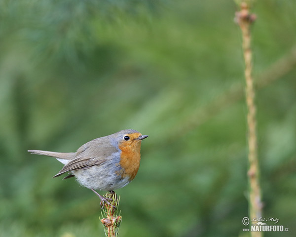 Robin (Erithacus rubecula)