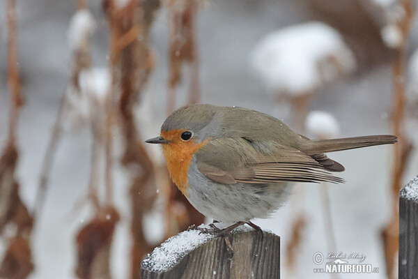 Robin (Erithacus rubecula)