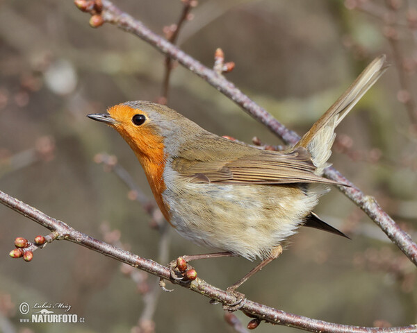 Robin (Erithacus rubecula)