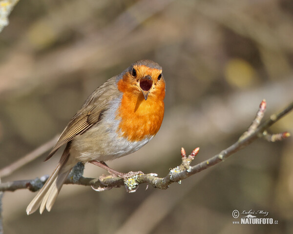 Robin (Erithacus rubecula)