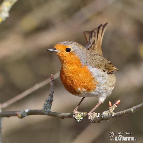 Robin (Erithacus rubecula)