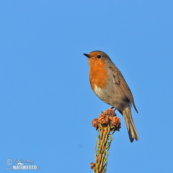 Robin (Erithacus rubecula)