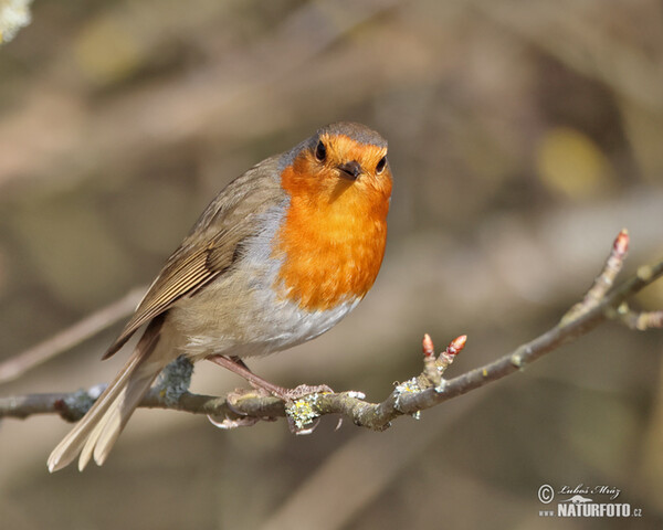 Robin (Erithacus rubecula)