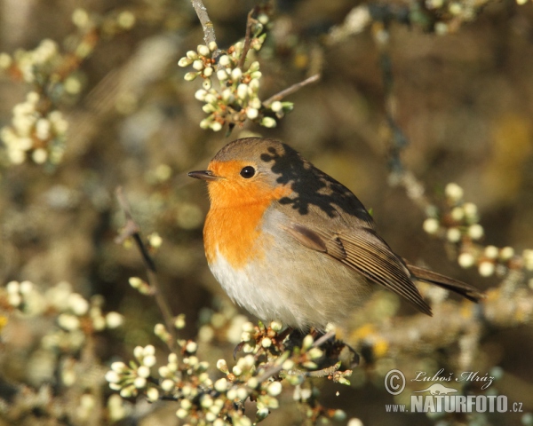 Robin (Erithacus rubecula)