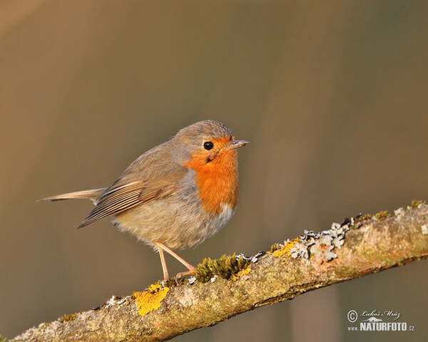 Robin (Erithacus rubecula)