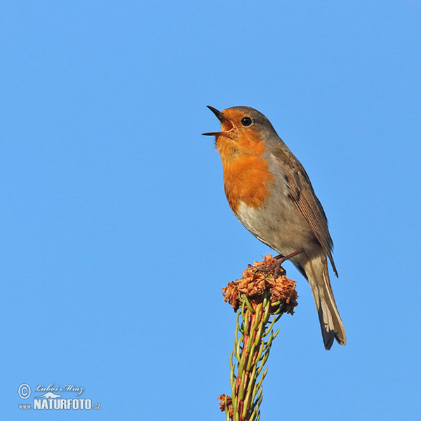 Robin (Erithacus rubecula)