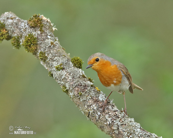 Robin (Erithacus rubecula)