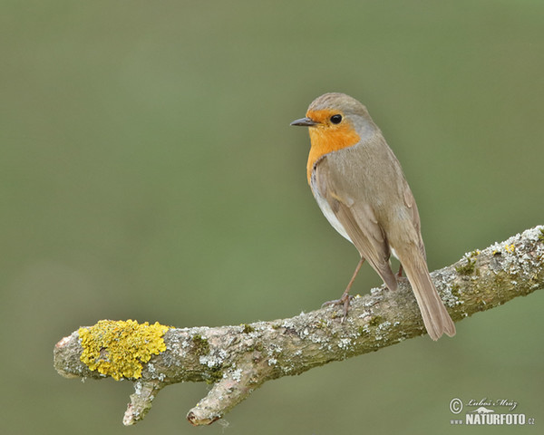 Robin (Erithacus rubecula)