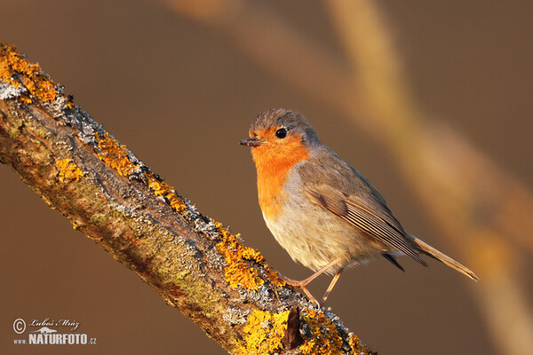 Robin (Erithacus rubecula)