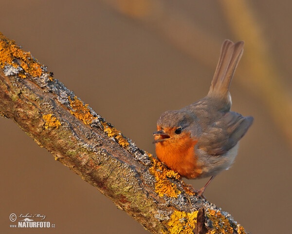 Robin (Erithacus rubecula)