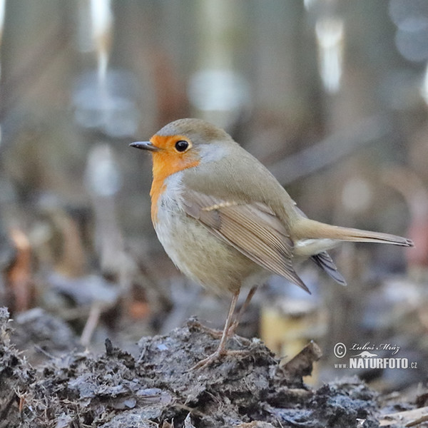 Robin (Erithacus rubecula)