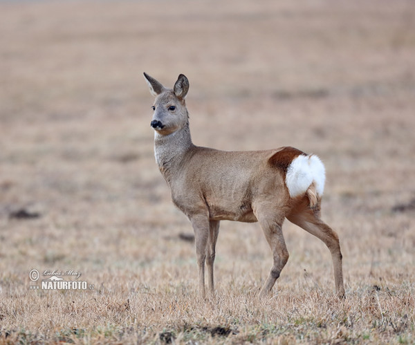 Roe Deer (Capreolus capreolus)