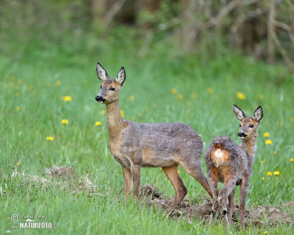 Roe Deer (Capreolus capreolus)