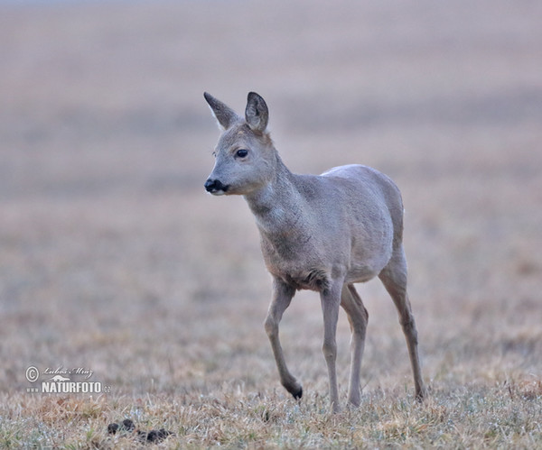 Roe Deer (Capreolus capreolus)