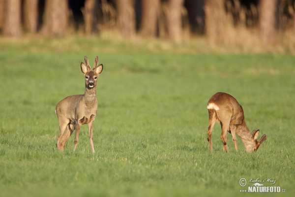 Roe Deer (Capreolus capreolus)