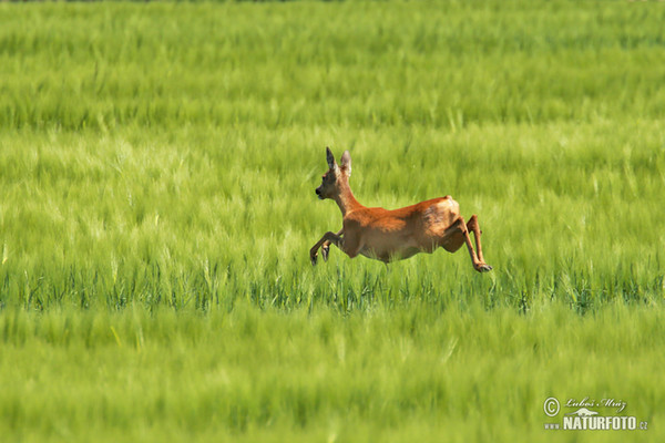 Roe Deer (Capreolus capreolus)