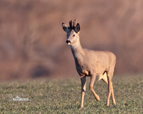 Roe Deer (Capreolus capreolus)