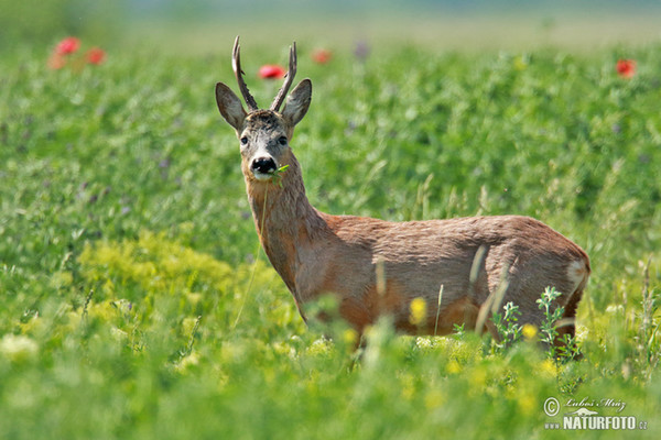 Roe Deer (Capreolus capreolus)